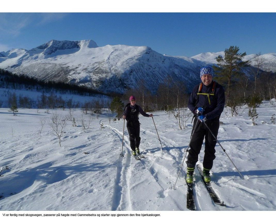 Starter på skogen.jpg